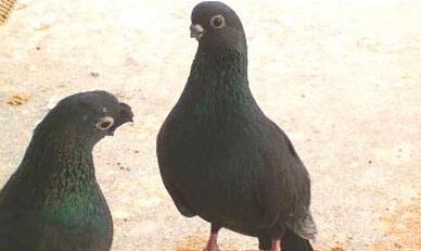 黑皂鸽的介绍