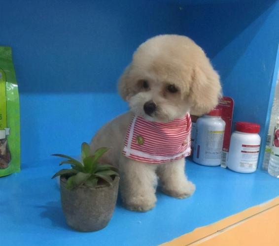 (身高24～28cm的玩具贵宾犬)