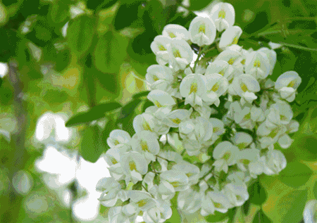 槐花开了!野玫瑰花还在!五一前后持优惠券免门票了!