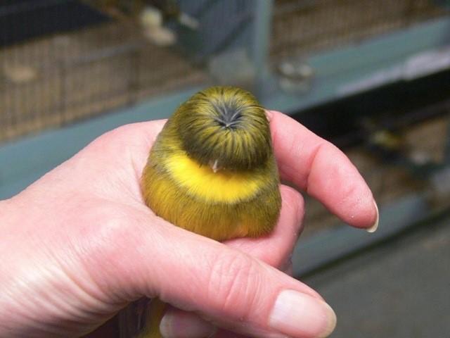 认识到了发型超正的格洛斯特金丝雀,作为少发量地.