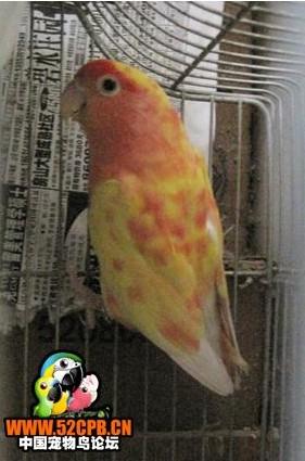 怎么我的黄脸牡丹鹦鹉头上出现了十多片很红的羽毛哟