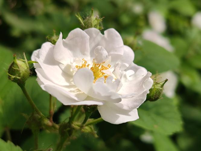 白色蔷薇花vⅤ首发