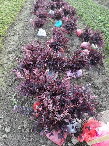 黑珍珠红继木 郴州苗木基地大量供应红继木球 小苗 各种色块苗地被