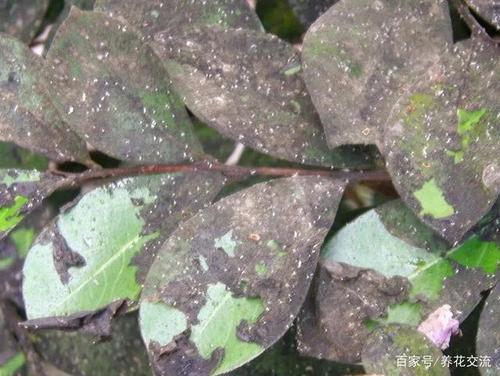 植物花卉常见的几种真菌病害是怎么滋生的,要怎么防止