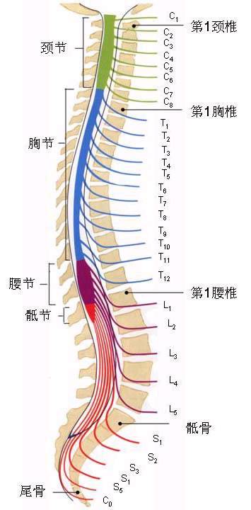 脊髓节段与椎骨,martyn受伤的部位是t9和t10