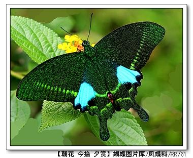 papilionidae 凤蝶科     papilio paris 巴黎翠凤蝶 &