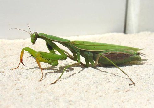 这儿叫螳螂,会咬人的.我们叫它 驴蚂蚱.