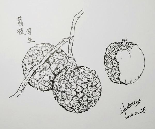 今天我们学习运用线描的形式对水果进行写生.什么叫做写生?