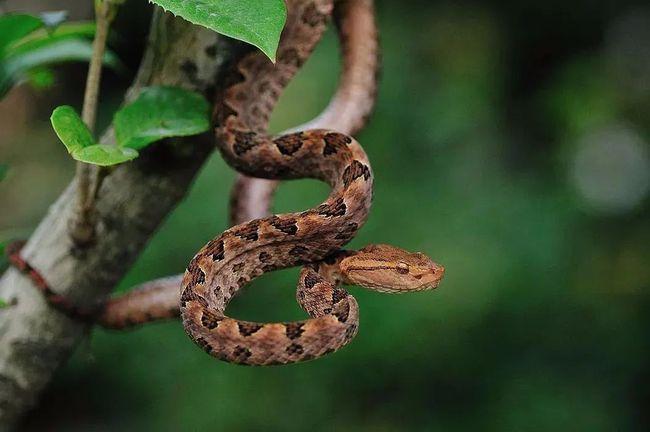 古蔺地区毒蛇种类最多,包括蝮蛇,竹叶青等.