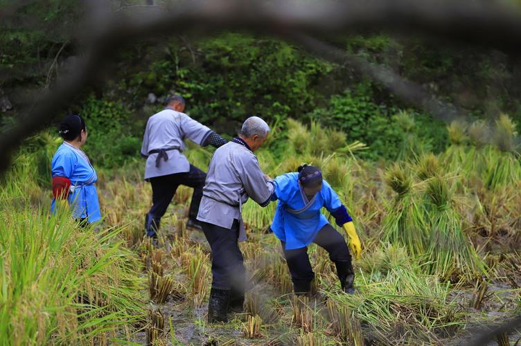 伯伯在田间劳作,虽然有表演的成分,但是还是让我感觉到了农耕的画面