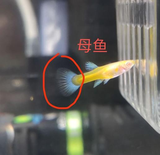 孔雀鱼如何分公母?简单的几种办法,新手轻松学会!
