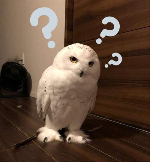 没想到高手还是在人间,养什么的有