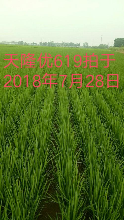 小农民,大梦想,苏北新农民引进《天隆优619》,2018年喜获江苏评选三