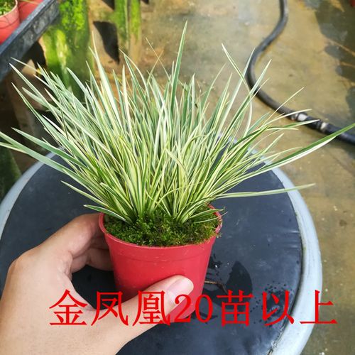 正宗金边金凤凰菖蒲草盆景龙根胧月黄金姬贵船台金钱