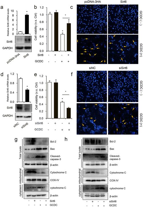 sirt6 opposes glycochenodeoxycholate-induced apoptosis of