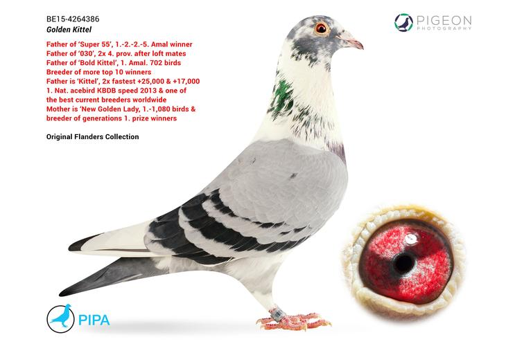 黄金基特尔-顺峰鸽舍-中信网爱鸽商城