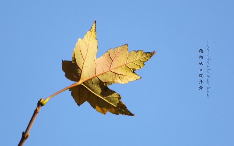 霜凋秋叶澓丹青