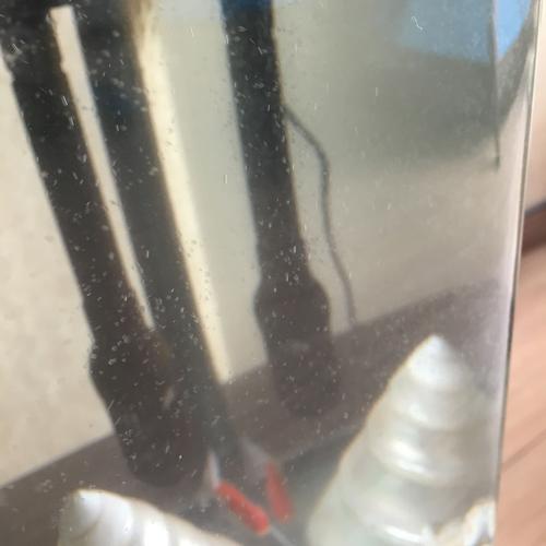 请问鱼缸壁上长满了白色蒲公英一样的东西是什么?