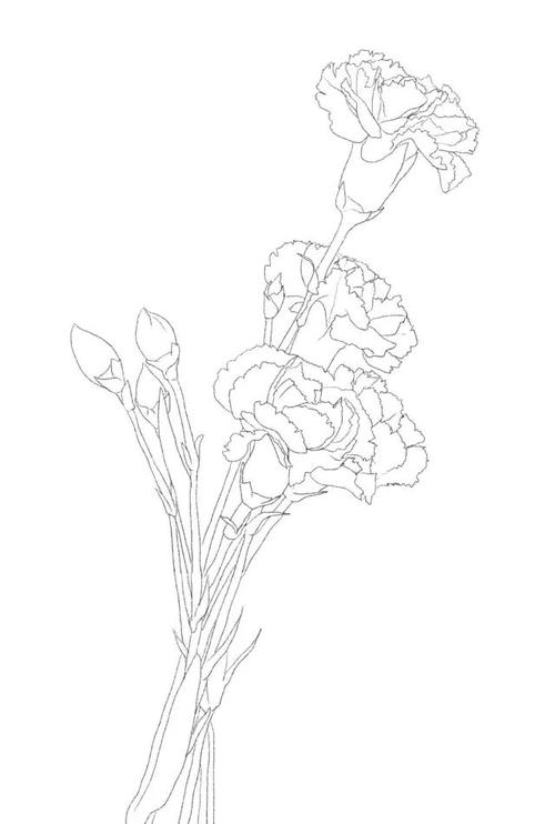 母亲节来临之际给你一束康乃馨的绘制过程