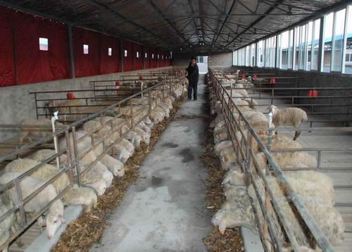 家畜 养羊 养羊技术 羊舍管理      一,羊场建设基本