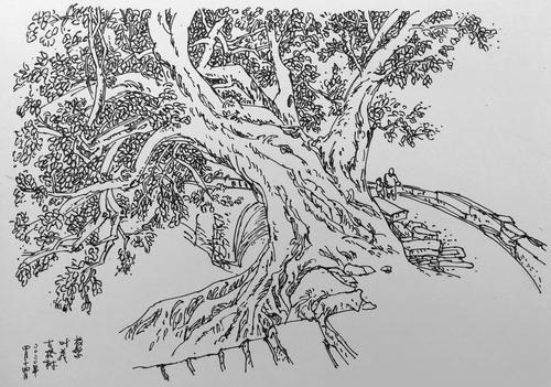 14 p79 枝繁叶茂的古榕树