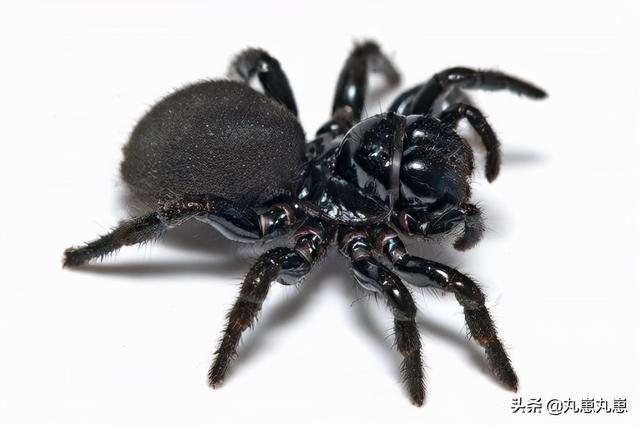 世界上最危险的蜘蛛top