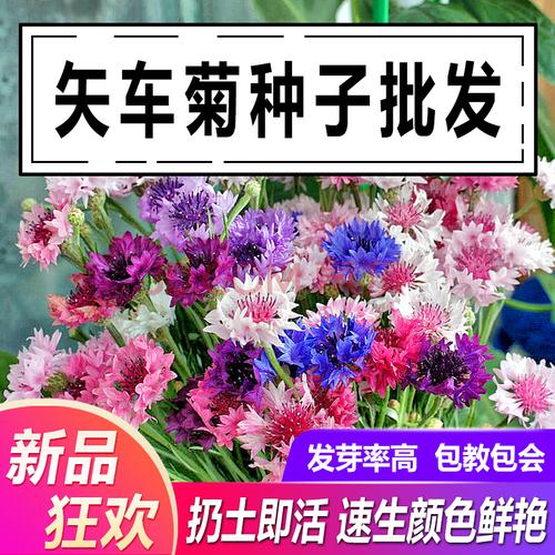 山谷里的居民 矢车菊花种四季易种活蓝色矢车菊种子室外庭院绿化耐寒