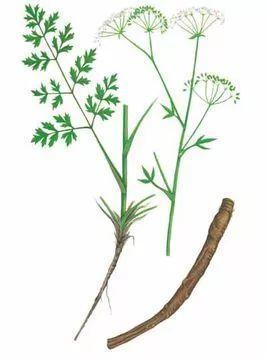 了解一味中药防风