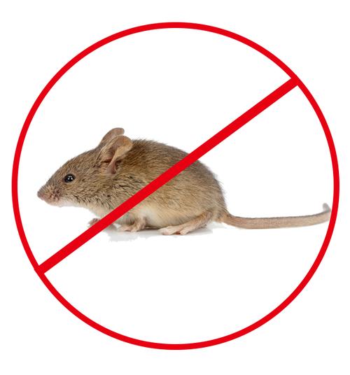 天津专业杀老鼠