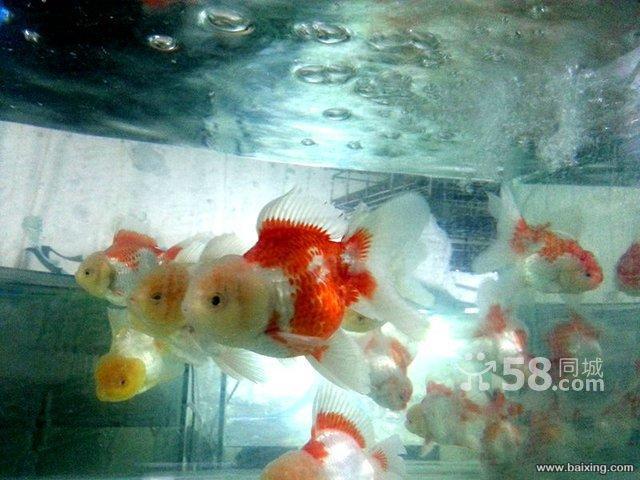 出售红白泰狮 红泰狮 樱花泰狮