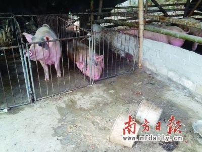 "泔水猪"的江湖 缺乏有效监管存健康隐患
