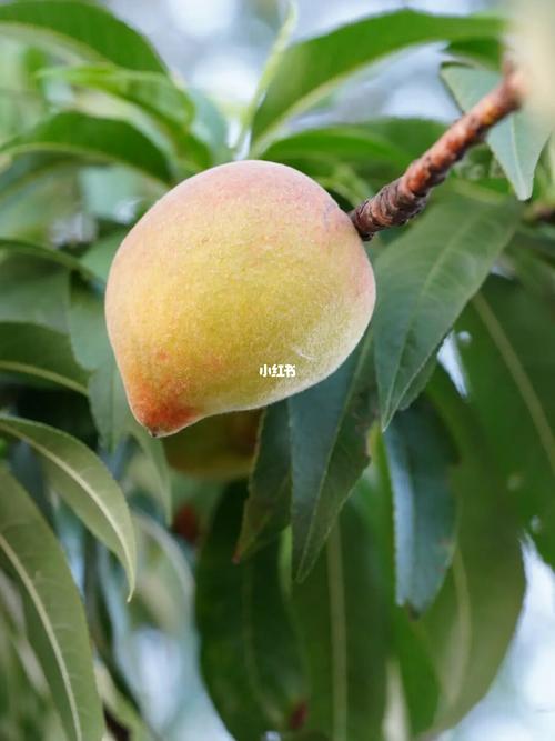 可爱的桃子快要成熟了/画画素材_绘画_素材_画画素材