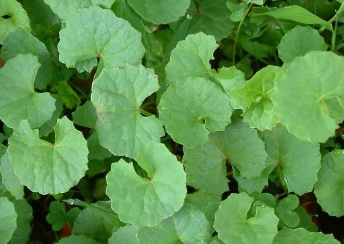 积雪草酸(asiatic acid)