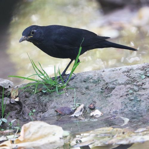 反舌有声,佞人在侧"启发所作的诗,大意是说乌鸫是一种能辩忠奸的鸟