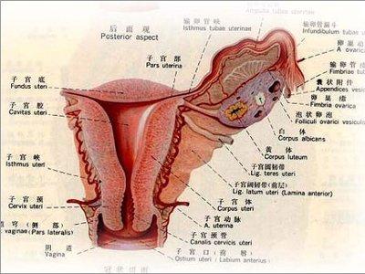 女性子宫图解