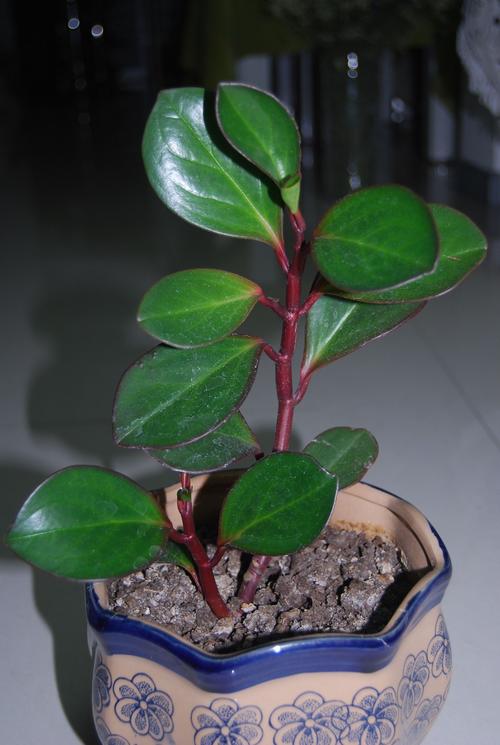 暗红色的茎 绿色的叶 叶子一圈也是暗红色 茎很圆润 叶子是椭圆形