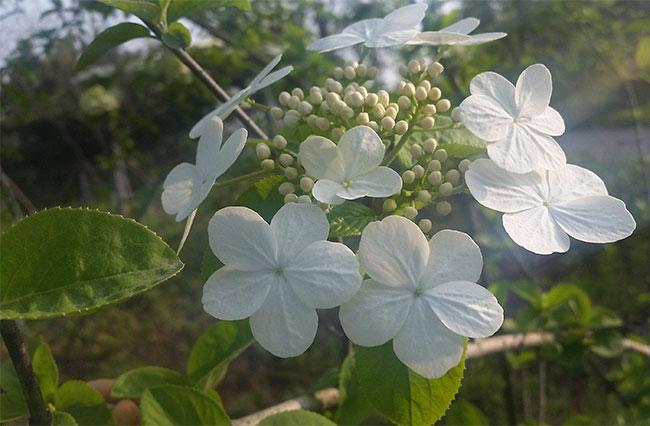 琼花的寓意和象征