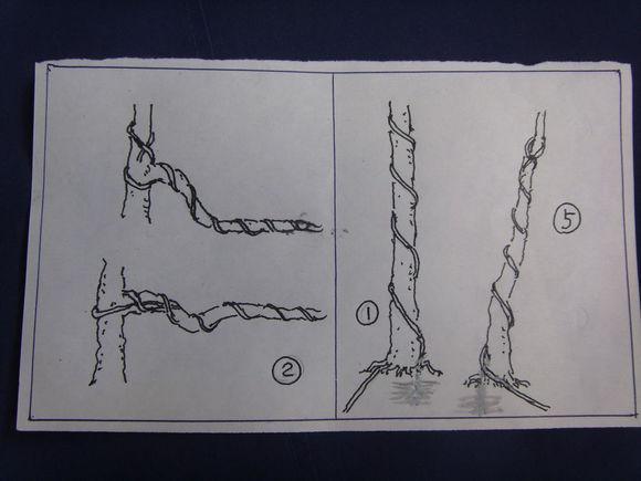我的铝丝扎法要领_浙江盆景吧_百度贴吧