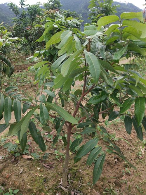 普通龙眼苗 龙眼