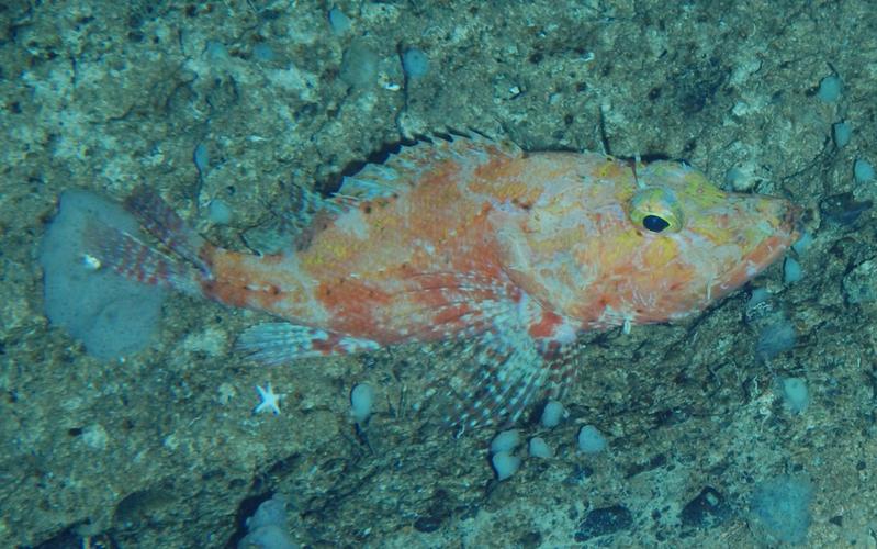 to an outstanding variety of organisms including glass sponges