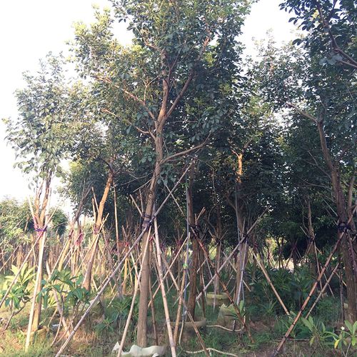 黄花风铃木在春天色黄,夏天长叶结荚,秋天枝叶繁盛,冬天落叶凄美,是