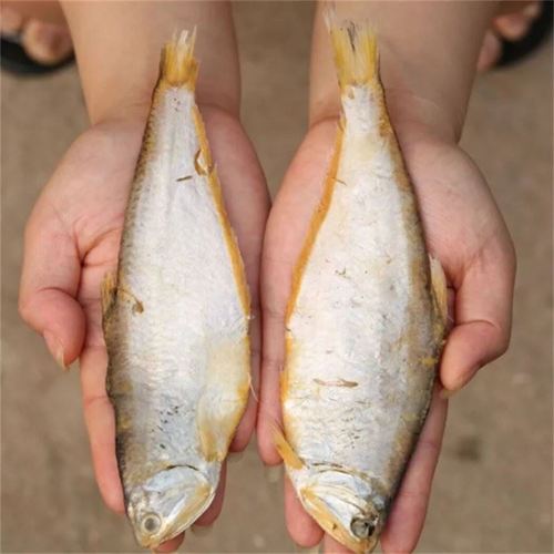 连云港赣榆新鲜黄鲫子鱼黄鲫鱼非油炸黄尖鱼烤子鱼海鲜 1.5斤