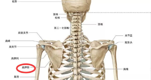 肩胛骨位于背部的外上方