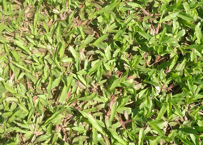 广西生产高尔夫球场草厂家大叶油草-兴业草场-河北网络广播电台行业咨