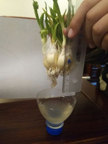 写美篇 星期一蔡老师给我们布置了有趣的课外作业——种大蒜,并观察