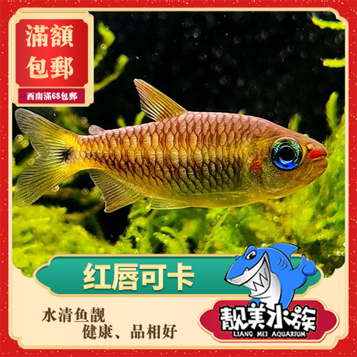 可卡灯鱼品牌精品汇聚_价格大全 pc版 -最宠网