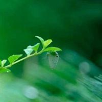 叶子头像唯美图片大全大图【点击鼠标右键下载】