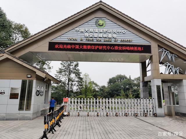 游峡谷看熊猫,纳凉好去处|雅安碧峰峡生态峡谷景区