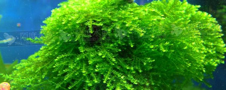 [陌度水族]垂泪莫斯 前景水草眼泪moss绑沉木鱼缸造景