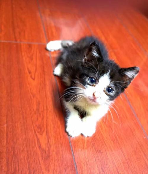 小奶牛猫免费领养,上海虹口